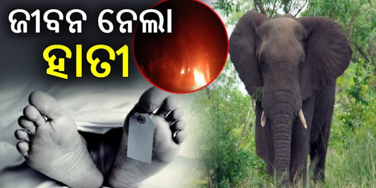 ଦୁଇ ଜଣଙ୍କ ଜୀବନ ନେଲେ ହାତୀ ପଲ