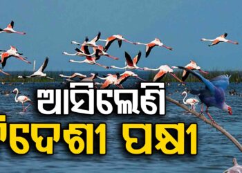ଭିତରକନିକା ଜାତୀୟ ଉଦ୍ୟାନରେ ଭିଡ଼ ଜମାଇଲେଣି ବିଦେଶୀ ପକ୍ଷୀ