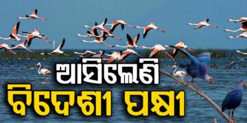 ଭିତରକନିକା ଜାତୀୟ ଉଦ୍ୟାନରେ ଭିଡ଼ ଜମାଇଲେଣି ବିଦେଶୀ ପକ୍ଷୀ