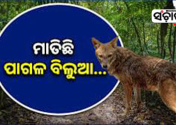 କୁକୁଡାଖଣ୍ଡି ବ୍ଲକ ରୋହିଗାଁରେ ପାଗଳ ବିଲୁଆ ଆତଙ୍କ