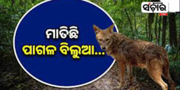 କୁକୁଡାଖଣ୍ଡି ବ୍ଲକ ରୋହିଗାଁରେ ପାଗଳ ବିଲୁଆ ଆତଙ୍କ