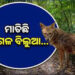 କୁକୁଡାଖଣ୍ଡି ବ୍ଲକ ରୋହିଗାଁରେ ପାଗଳ ବିଲୁଆ ଆତଙ୍କ