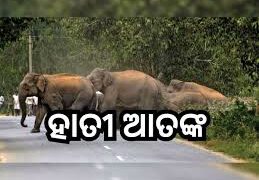 ବଙ୍ଗୋମୁଣ୍ଡା ରେଞ୍ଜରେ ୩୦ ଟିକିଆ ହାତୀ ପଲଙ୍କ ଉପଦ୍ରବ