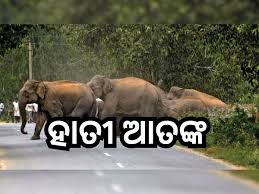 ବଙ୍ଗୋମୁଣ୍ଡା ରେଞ୍ଜରେ ୩୦ ଟିକିଆ ହାତୀ ପଲଙ୍କ ଉପଦ୍ରବ