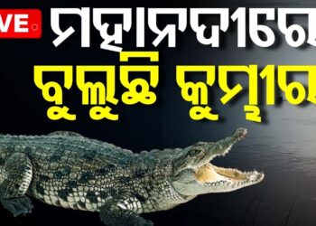 ମହାନଦୀ ମଧୁସୂଦନ ସେତୁ ନିକଟରେ ବୁଲୁଛି କୁମ୍ଭୀର