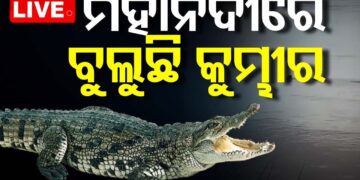ମହାନଦୀ ମଧୁସୂଦନ ସେତୁ ନିକଟରେ ବୁଲୁଛି କୁମ୍ଭୀର