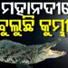 ମହାନଦୀ ମଧୁସୂଦନ ସେତୁ ନିକଟରେ ବୁଲୁଛି କୁମ୍ଭୀର