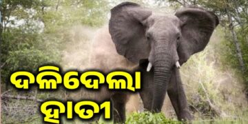 କଲ୍ୟାଣସିଂହପୁର ନିୟମଗିରି ପାହାଡ଼ ବୁଡୁଣି ଗାଁରେ ଦନ୍ତା ଆକ୍ରମଣରେ ଜଣେ ଡଙ୍ଗରିଆ ଗୁରୁତର