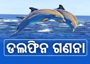 ଚିଲିକାରେ ଚାଲିଛି ଡଲଫିନ ଗଣନା