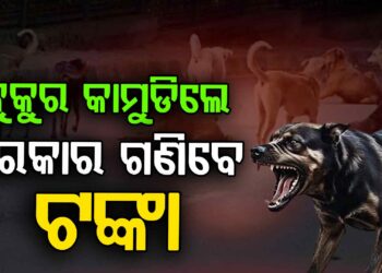 କୁକୁର କାମୁଡ଼ିଲେ ରାଜ୍ୟ ସରକାର ଦେବେ ଟଙ୍କା: ସୁପ୍ରିମକୋର୍ଟ