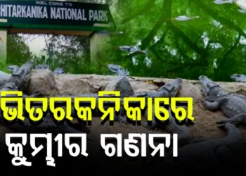 କୁମ୍ଭୀର ଗଣନା ପାଇଁ କାଲିଠାରୁ ପର୍ଯ୍ୟଟକଙ୍କୁ ଭିତରକନିକା ମନା