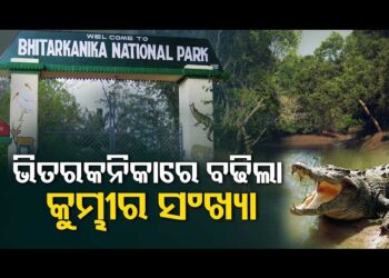 ଭିତରକନିକାରେ କୁମ୍ଭୀର ସଂଖ୍ୟା ବୃଦ୍ଧି