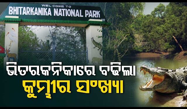 ଭିତରକନିକାରେ କୁମ୍ଭୀର ସଂଖ୍ୟା ବୃଦ୍ଧି