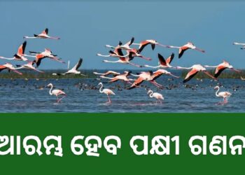 ଆସନ୍ତାକାଲି ହୀରାକୁଦରେ ବିଦେଶୀ ପକ୍ଷୀ ଗଣନା