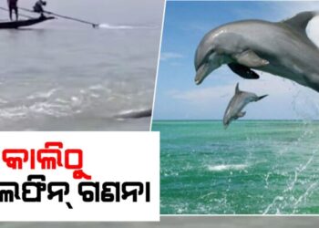କାଲିଠୁ ଚିଲିକାରେ ଡଲଫିନ ଗଣନା