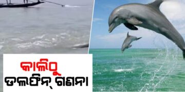 କାଲିଠୁ ଚିଲିକାରେ ଡଲଫିନ ଗଣନା