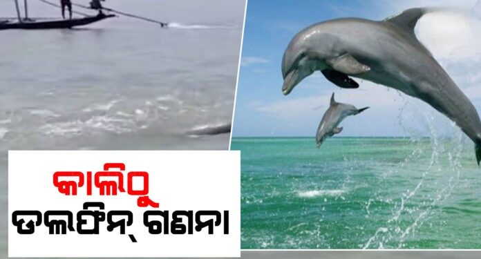 କାଲିଠୁ ଚିଲିକାରେ ଡଲଫିନ ଗଣନା