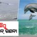 କାଲିଠୁ ଚିଲିକାରେ ଡଲଫିନ ଗଣନା
