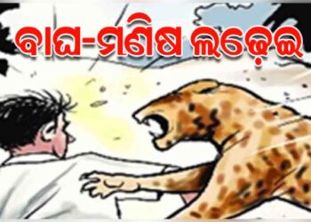 ବାଘ-ମଣିଷ ଲଢ଼େଇରେ ଚାଲିଗଲା ବାଘର ଜୀବନ