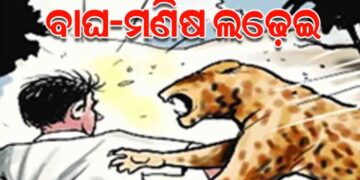 ବାଘ-ମଣିଷ ଲଢ଼େଇରେ ଚାଲିଗଲା ବାଘର ଜୀବନ