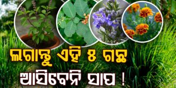 ଲଗାନ୍ତୁ ଏହିସବୁ ଗଛ, ଭୁଲରେ ଵି ଆସିବେନି ସାପ