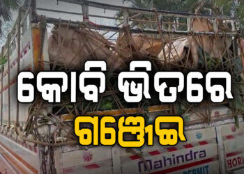 ଗଞ୍ଜେଇ ଚାଲାଣର ନୂଆ ତରିକା, କୋବି ଭିତରେ….