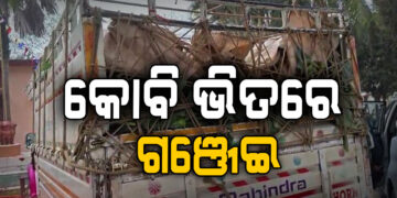 ଗଞ୍ଜେଇ ଚାଲାଣର ନୂଆ ତରିକା, କୋବି ଭିତରେ….