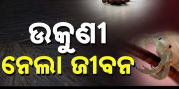 ଉକୁଣୀ ନେଲା ଜଣେ ୧୨ ବର୍ଷିୟା ନାବାଳିକାର ଜୀବନ