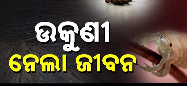 ଉକୁଣୀ ନେଲା ଜଣେ ୧୨ ବର୍ଷିୟା ନାବାଳିକାର ଜୀବନ