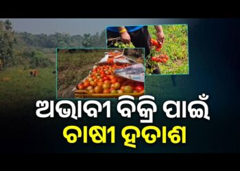 ଟମାଟୋର ଅଭାବୀ ବିକ୍ରି : କ୍ଷେତରେ ହସୁଛି, ହାଟରେ କାନ୍ଦୁଛି