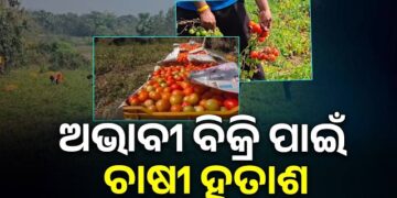 ଟମାଟୋର ଅଭାବୀ ବିକ୍ରି : କ୍ଷେତରେ ହସୁଛି, ହାଟରେ କାନ୍ଦୁଛି