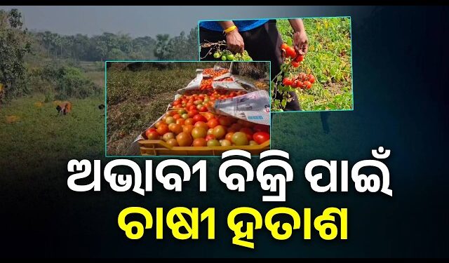 ଟମାଟୋର ଅଭାବୀ ବିକ୍ରି : କ୍ଷେତରେ ହସୁଛି, ହାଟରେ କାନ୍ଦୁଛି