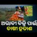 ଟମାଟୋର ଅଭାବୀ ବିକ୍ରି : କ୍ଷେତରେ ହସୁଛି, ହାଟରେ କାନ୍ଦୁଛି