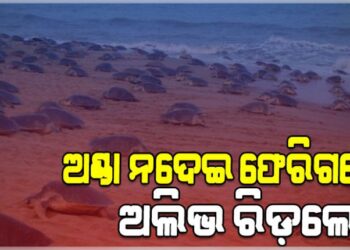 ଅଣ୍ଡା ନଦେଇ ଗହୀରମଥାରୁ ଫେରିଗଲେ ଅଲିଭ ରିଡ଼ଲେ କଇଁଛ