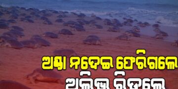 ଅଣ୍ଡା ନଦେଇ ଗହୀରମଥାରୁ ଫେରିଗଲେ ଅଲିଭ ରିଡ଼ଲେ କଇଁଛ