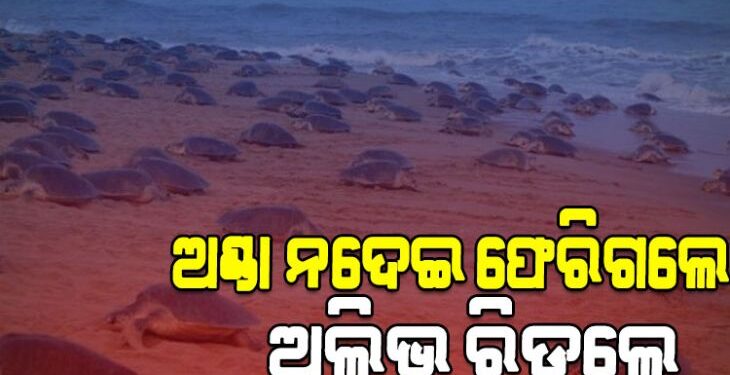 ଅଣ୍ଡା ନଦେଇ ଗହୀରମଥାରୁ ଫେରିଗଲେ ଅଲିଭ ରିଡ଼ଲେ କଇଁଛ