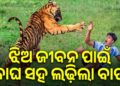 ଚାରି ବର୍ଷର ଝିଅର ଜୀବନ ବଞ୍ଚାଇବାକୁ ବାଘ ସହ ଲଢ଼ିଲା ବାପା