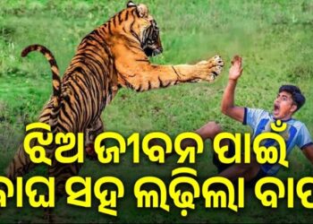ଚାରି ବର୍ଷର ଝିଅର ଜୀବନ ବଞ୍ଚାଇବାକୁ ବାଘ ସହ ଲଢ଼ିଲା ବାପା
