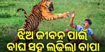 ଚାରି ବର୍ଷର ଝିଅର ଜୀବନ ବଞ୍ଚାଇବାକୁ ବାଘ ସହ ଲଢ଼ିଲା ବାପା