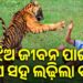 ଚାରି ବର୍ଷର ଝିଅର ଜୀବନ ବଞ୍ଚାଇବାକୁ ବାଘ ସହ ଲଢ଼ିଲା ବାପା