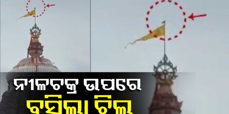 ଶ୍ରୀମନ୍ଦିର ନୀଳଚକ୍ର ଉପରେ ପୁଣି ବସିଲା ଚିଲ, କଣ ଦେଉଛି ସଂକେତ?