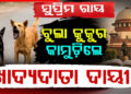 ବୁଲା କୁକୁରଙ୍କୁ ନେଇ ସୁପ୍ରିମକୋର୍ଟଙ୍କ ବଡ଼ ରାୟ