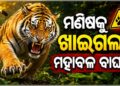 ମଣିଷକୁ ଖାଇଗଲା ମହାବଳ ବାଘ !
