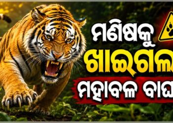 ମଣିଷକୁ ଖାଇଗଲା ମହାବଳ ବାଘ !