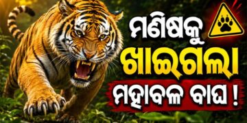 ମଣିଷକୁ ଖାଇଗଲା ମହାବଳ ବାଘ !