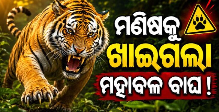 ମଣିଷକୁ ଖାଇଗଲା ମହାବଳ ବାଘ !