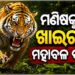 ମଣିଷକୁ ଖାଇଗଲା ମହାବଳ ବାଘ !
