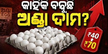 କାହିଁକି ବଢିଲା ଅଣ୍ଡା ଦାମ? ମନ୍ତ୍ରୀ ରଖିଲେ ଉତ୍ତର