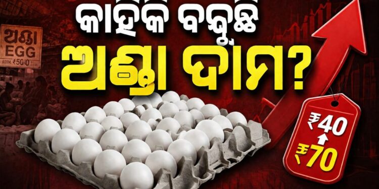 କାହିଁକି ବଢିଲା ଅଣ୍ଡା ଦାମ? ମନ୍ତ୍ରୀ ରଖିଲେ ଉତ୍ତର