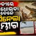 ଖରାସ୍ରୋତା ନଦୀରେ ଗାଧେଇଉଥିବା ବେଳେ ଟାଣି ନେଲା କୁମ୍ଭୀର